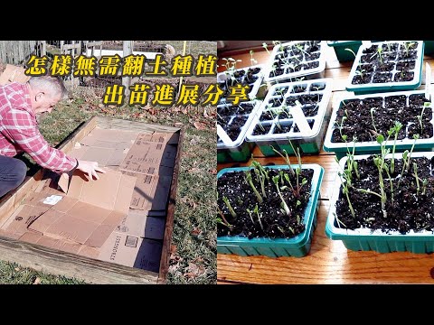 【園藝】如何做到無需翻土種植｜育苗進展分享🌿｜移栽金魚草小苗🌱