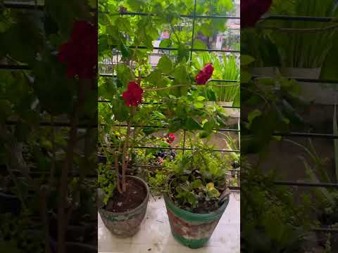 Hibiscus 🌺 flower in my balcony #trending # #shortvideo #breakfastideas #viral