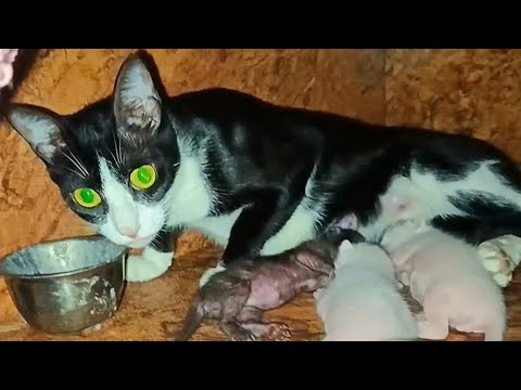 Mother cat rushed to save her kittens #cat #homelessstreetcats #catbaby