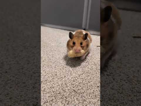 Nellie tries a peanut! 🐹🥜 #hamster #cute #food #shorts