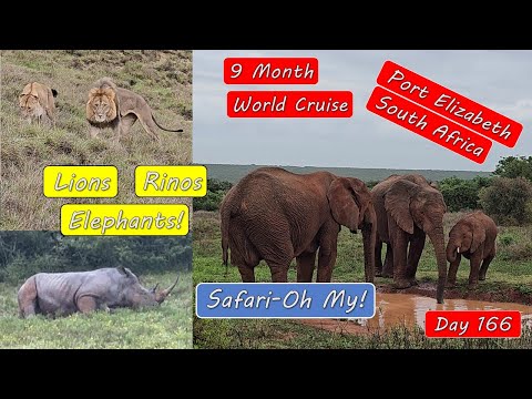 Port Elizabeth South Africa Game Drive – Lions, Rinos, Elephants Oh My!