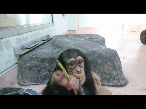 Ren is moving around energetically　Kumamoto City Zoo Chimpanzee 202411