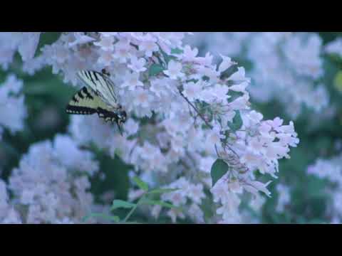 Butterfly | Copyright Free Video Footage