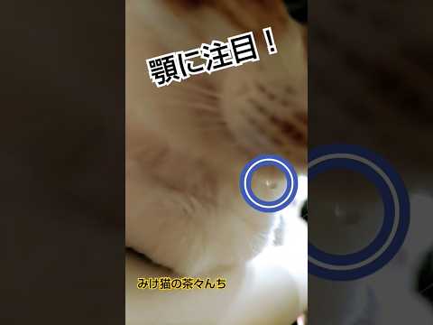 水玉が出来た猫　#猫のいる暮らし #茶トラ#三毛猫#cutecat