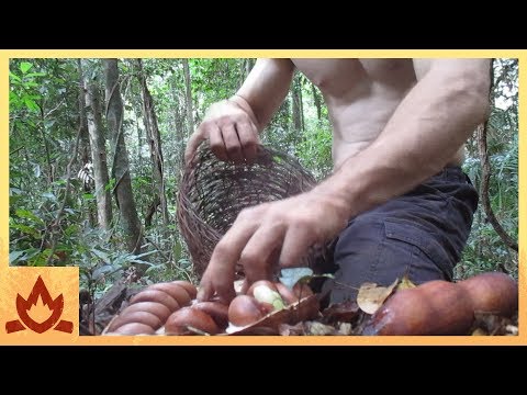 Primitive Technology: Making poisonous Black bean safe to eat (Moreton Bay Chestnut)