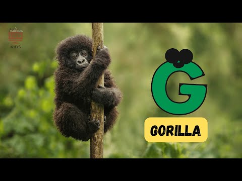 A to Z Wild Animals Song 🎵 | Fun ABC Animal Learning for Kids! 🦁🐻🐒 | #abcd #kids