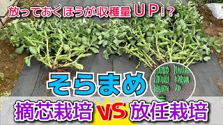 【家庭菜園向きの管理】 ソラマメの収穫量を上げる方法 　タネのハシモト