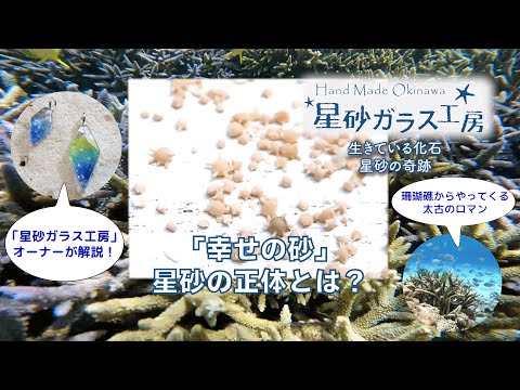 「生きている化石」星砂の奇跡