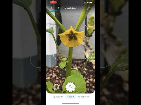 How to identify plants using google lens- guess this rogue plant. #identify #googlelens#gardentools