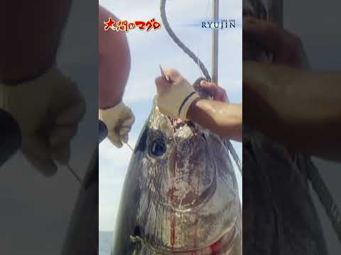 A spectacular 180kg giant tuna caught in mackerel Minami brothers Oma fisherman Bluefin tuna