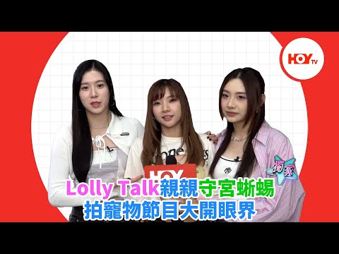 Lolly Talk親親守宮蜥蜴 拍寵物節目大開眼界 ｜ #娛樂新聞 ｜ LOLLY LOLLY寵物拯救隊 ｜ Lolly Talk ｜ 阿蛋 Tania Sinnie ｜ HOY TV