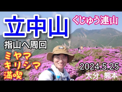 立中山  ミヤマキリシマ  くじゅう連山満喫