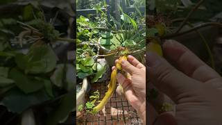 Whatsapp 7902402312 #malayalam #sale #trending #youtube #gardening