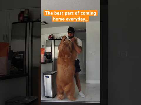 How my dog greets me when I get home everyday… #goldendoodle #dogdad #happydog