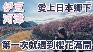 愛上日本鄉下「靜岡縣伊豆河津」：第一次就遇到2024櫻花季河津櫻滿開｜賞櫻私房景點攻略｜溫泉旅館｜日本草莓｜觀光電車｜JR特急踴子號｜免費足湯｜河津夜櫻｜櫻花郵票｜櫻花飲料［東京自由行］