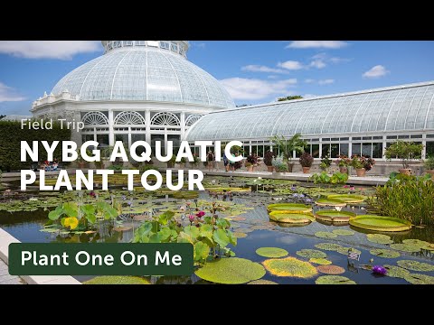 NYBG's AQUATIC PLANT Tour — Ep. 392