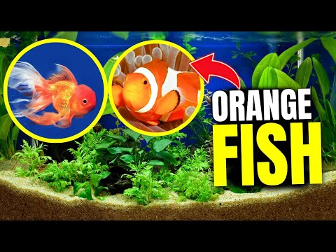 15 Stunning Orange Fish for Your Aquarium