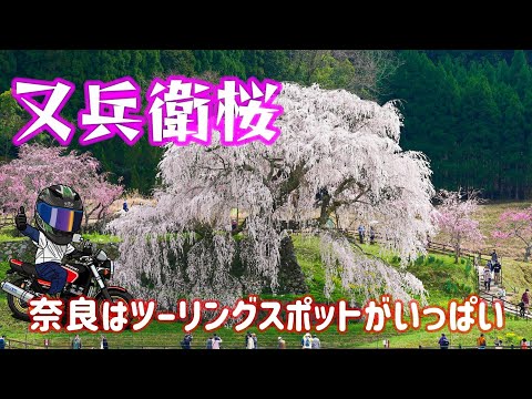 【奈良　桜スポット】又兵衛桜・藤原京跡　今週末までに行ってください！