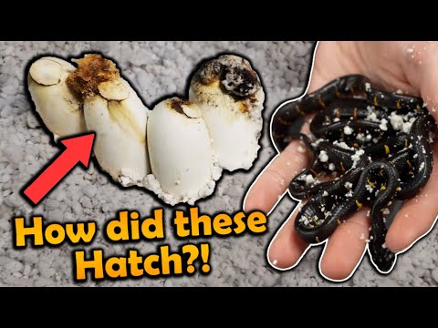 Moldy Mangrove Snake Eggs Hatching!