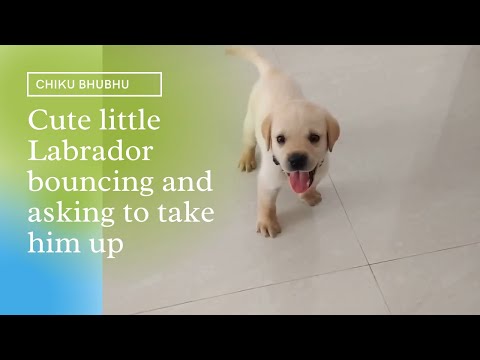 Cute dog puppy bouncing, crying and asking to take him up | Chiku BhuBhu - The Labrador | #Shorts