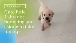 Cute dog puppy bouncing, crying and asking to take him up | Chiku BhuBhu - The Labrador | #Shorts