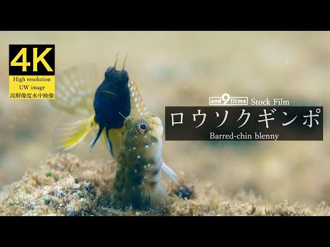 【4K 水中映像】ロウソクギンポの求愛行動 / Barred-chin blenny / Rhabdoblennius nitidus