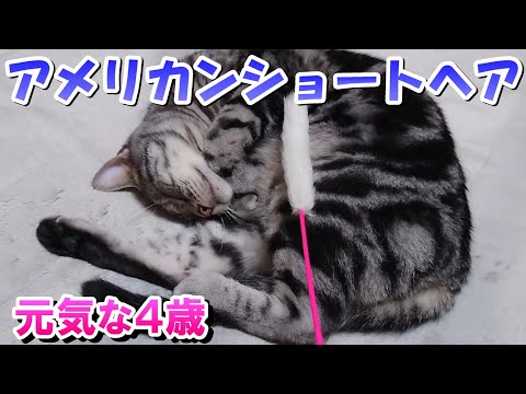 猫さん元気な４歳の様子（アメリカンショートヘア）