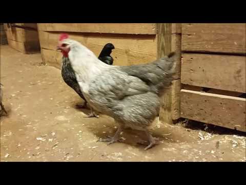 Chicken & Livestock Swap at Cherokee Feed & Seed in Ball Ground, GA