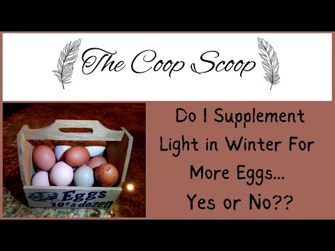 Supplementing Light To Get More Eggs in Winter