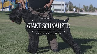 What Makes GIANT SCHNAUZERS the BEST Breed?