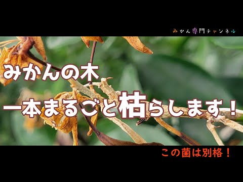 【菌核】カミキリ虫よりも、恐ろしい菌がいる！みかんが甚大な被害に合う。