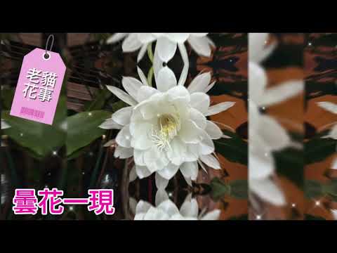 Vlog  延時攝影再現唯美曇花一現  #曇花一現 #昙花一现 #queenofthenight