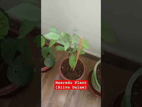 Maaredu plant #bilvashtakam #trendingshorts