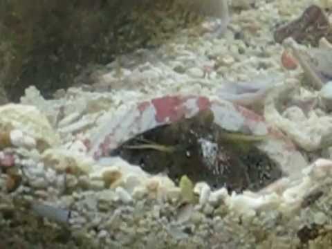 Gsmithii Mants shrimp, tapping on glass