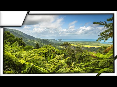 Daintree Rainforest, Australia - The Oldest Forest In The World