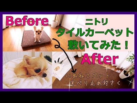 犬猫ペット💙フローリング滑り止め対策🐾ニトリタイルカーペットを敷いてみた！～Dog cat pet 💚 flooring anti-slip 💛Nitori tile carpet!