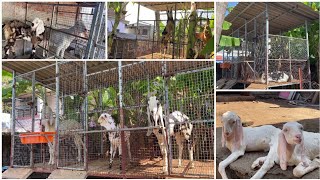 Explore Everything Mini Goat Farm set-up Kokan Murud janjira Rajpuri