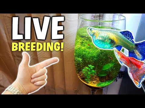 Adding LIVE BREEDING Fish To No Filter Aquarium!