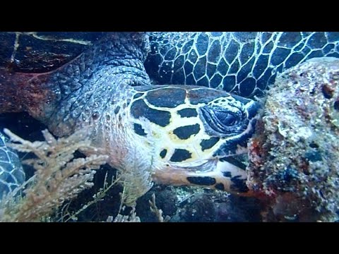 [カメの捕食シーン] 至近距離で!!! まじか!? 手(ヒレ)を使って食べる?　Turtle is eating coral (⁠@⁠_⁠@⁠)