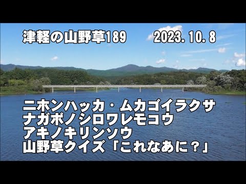 津軽の山野草189(ﾆﾎﾝﾊｯｶ、ﾑｶｺﾞｲﾗｸｻ、ﾅｶﾞﾎﾞﾉｼﾛﾜﾚﾓｺｳ、ｱｷﾉｷﾘﾝｿｳ、山野草ｸｲｽﾞ)