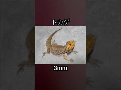 ペニスが最も小さい動物　トップ３！！