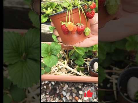 Strawberry runners #strawberry #familygarden88 #shorts