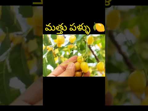 మత్తు పళ్ళు🍋 వీటి ముందు ఏ బ్రాండ్ పనిచేయదు🫡 #shorts #facts