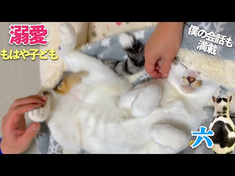 【六は猫というより子ども】おしゃべり猫の六と親子のような会話｜愛おしい愛猫 | [生まれ変わりの猫] 六 (Roku)