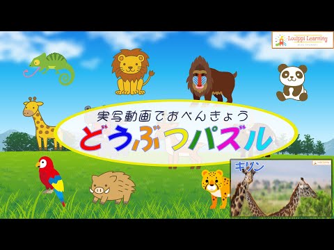 [Japanese] Animal Flashcard video 12 kinds of animal puzzles & live-action videos  Flashcard video