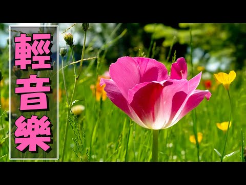 【非常好听】🎷🎷週末聽50首最好的老音樂 🌺早上最適合聽的輕音樂 🎵 每天調心洗滌心性 - 薩克斯風 - 無廣告音樂  - 轻音乐 - 探戈老歌 Old Taiwanese Music