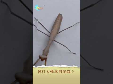 ｜會打太極拳的昆蟲｜｜#美麗心台灣