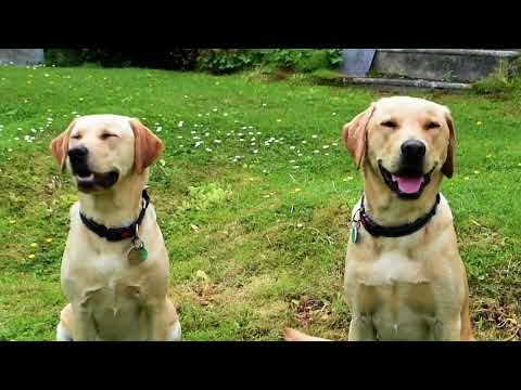 RJR Solicitors advert - Dogs buying their first home (Conveyancing)