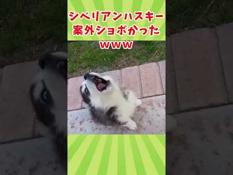 イッヌの動画見て癒されたら寝ろwww　#2ch動物スレ #動物 #犬 #shorts #2ch