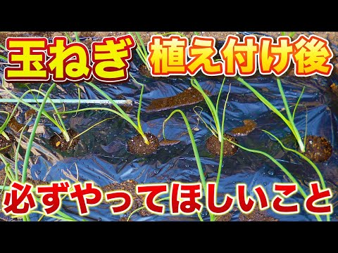 【玉ねぎ】植え付け後の管理で今後の生育に大きな差がでてきます！根の活着を促進しよう！